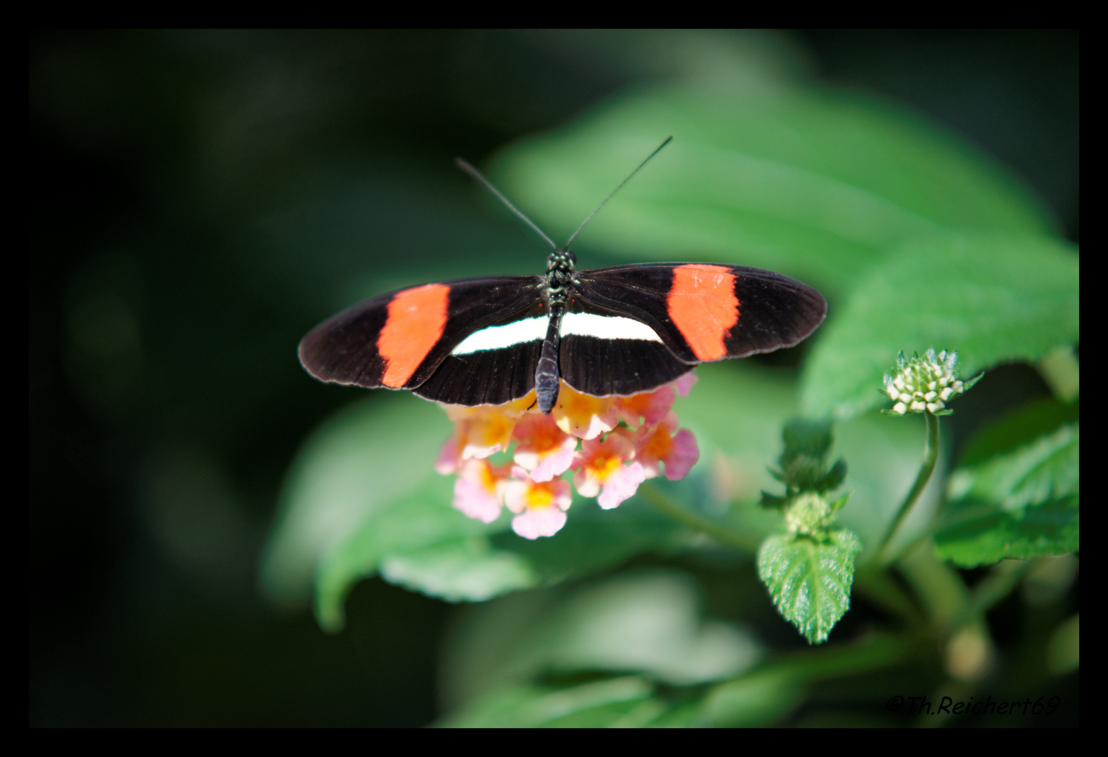 Schmetterling Wilhelma