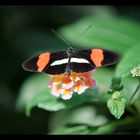 Schmetterling Wilhelma