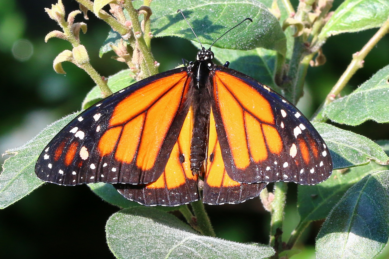 Schmetterling Wilhelma 4