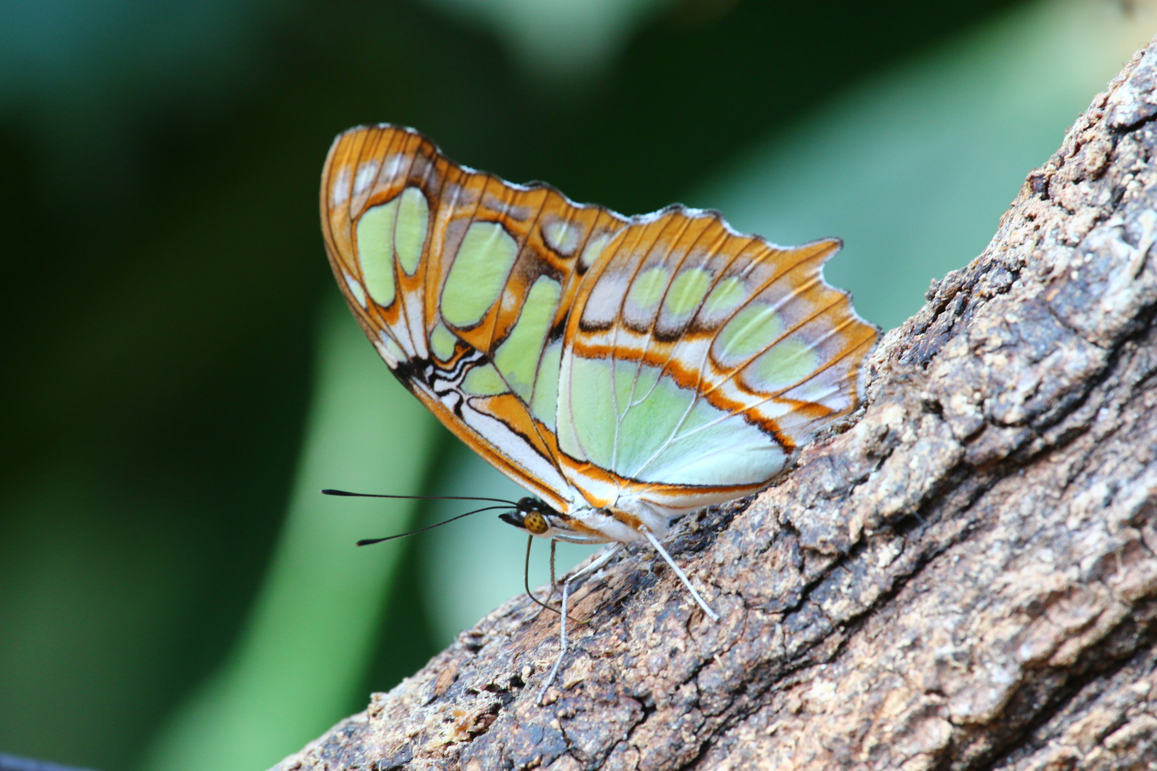 Schmetterling Wilhelma 5