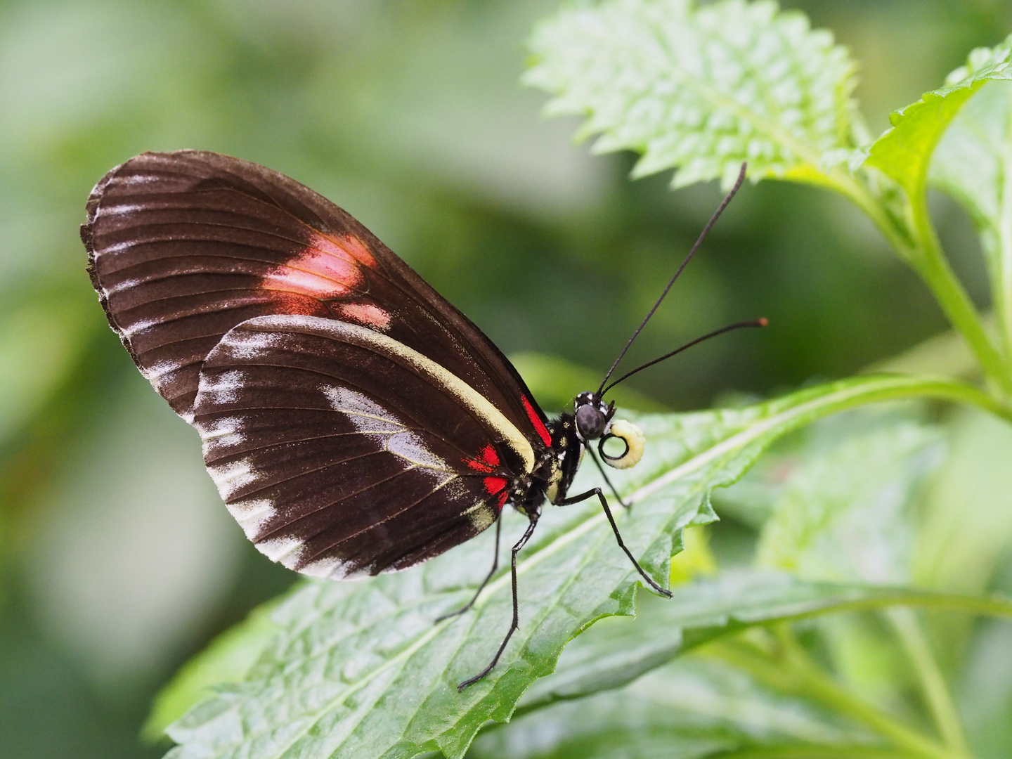 Schmetterling Wilhelma 6