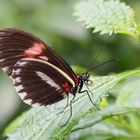 Schmetterling Wilhelma 6