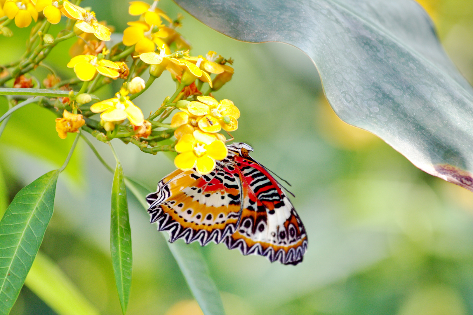 Schmetterling Wilhelma Stuttgart