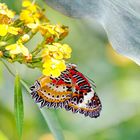 Schmetterling Wilhelma Stuttgart