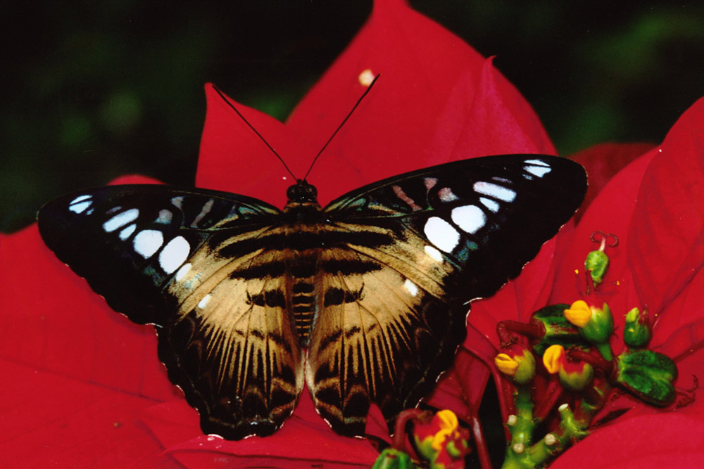 Schmetterling Wilhelma Stuttgart