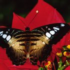 Schmetterling Wilhelma Stuttgart