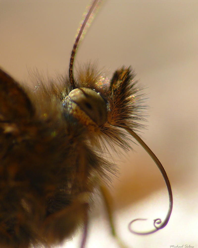 Schmetterling Wuschelbär :)