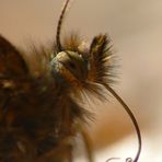 Schmetterling Wuschelbär :)