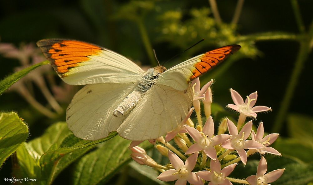 Schmetterling X