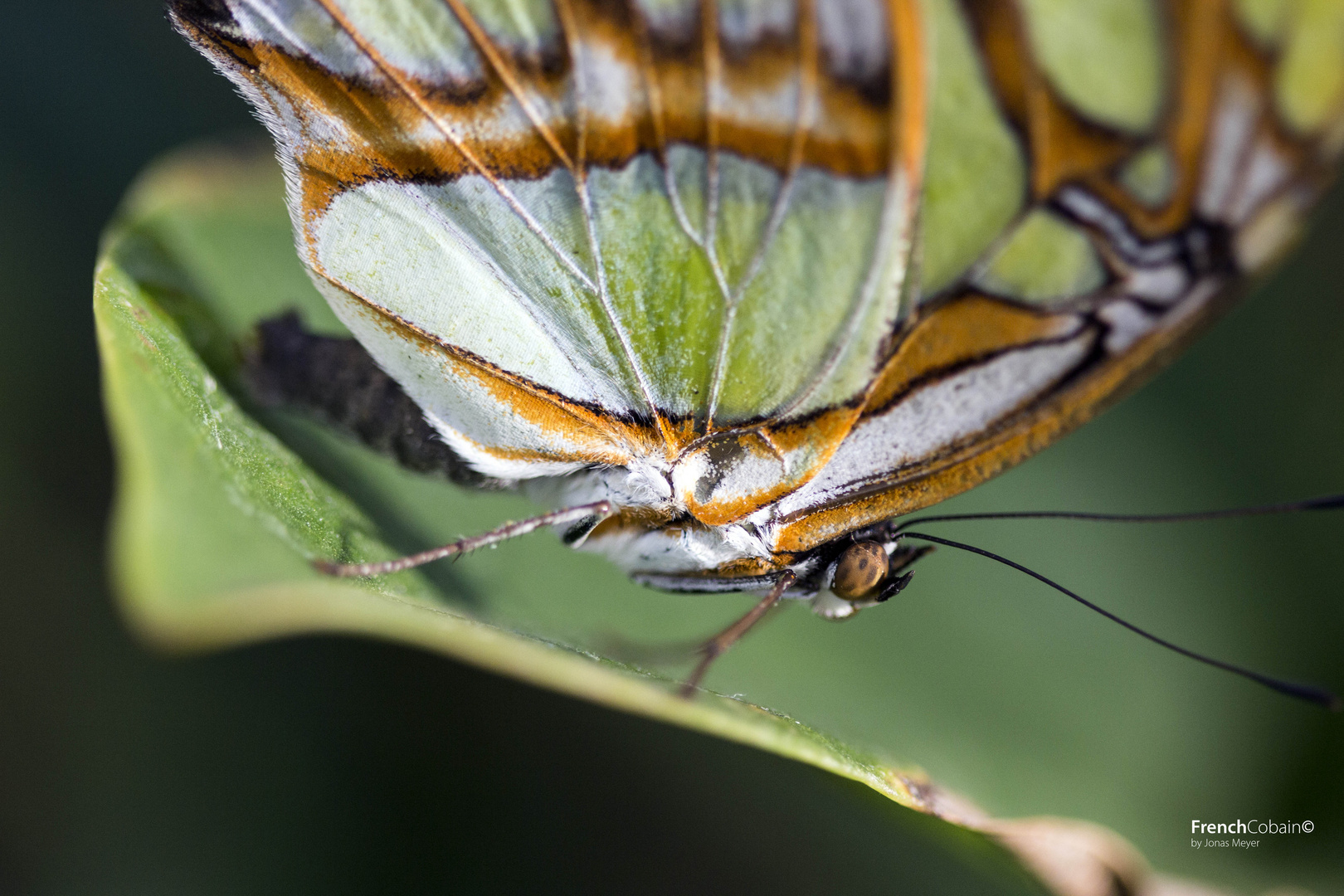 Schmetterling X2