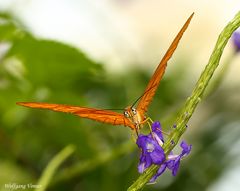 Schmetterling XI