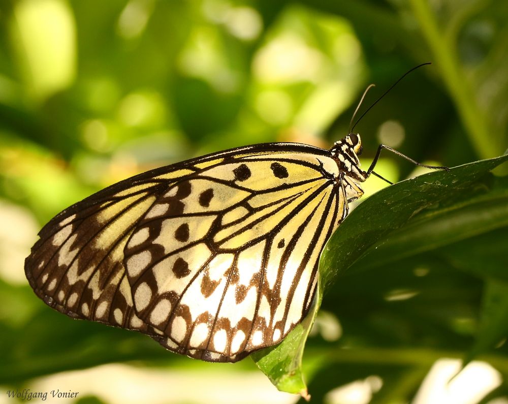 Schmetterling XII