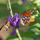 schmetterling y falter