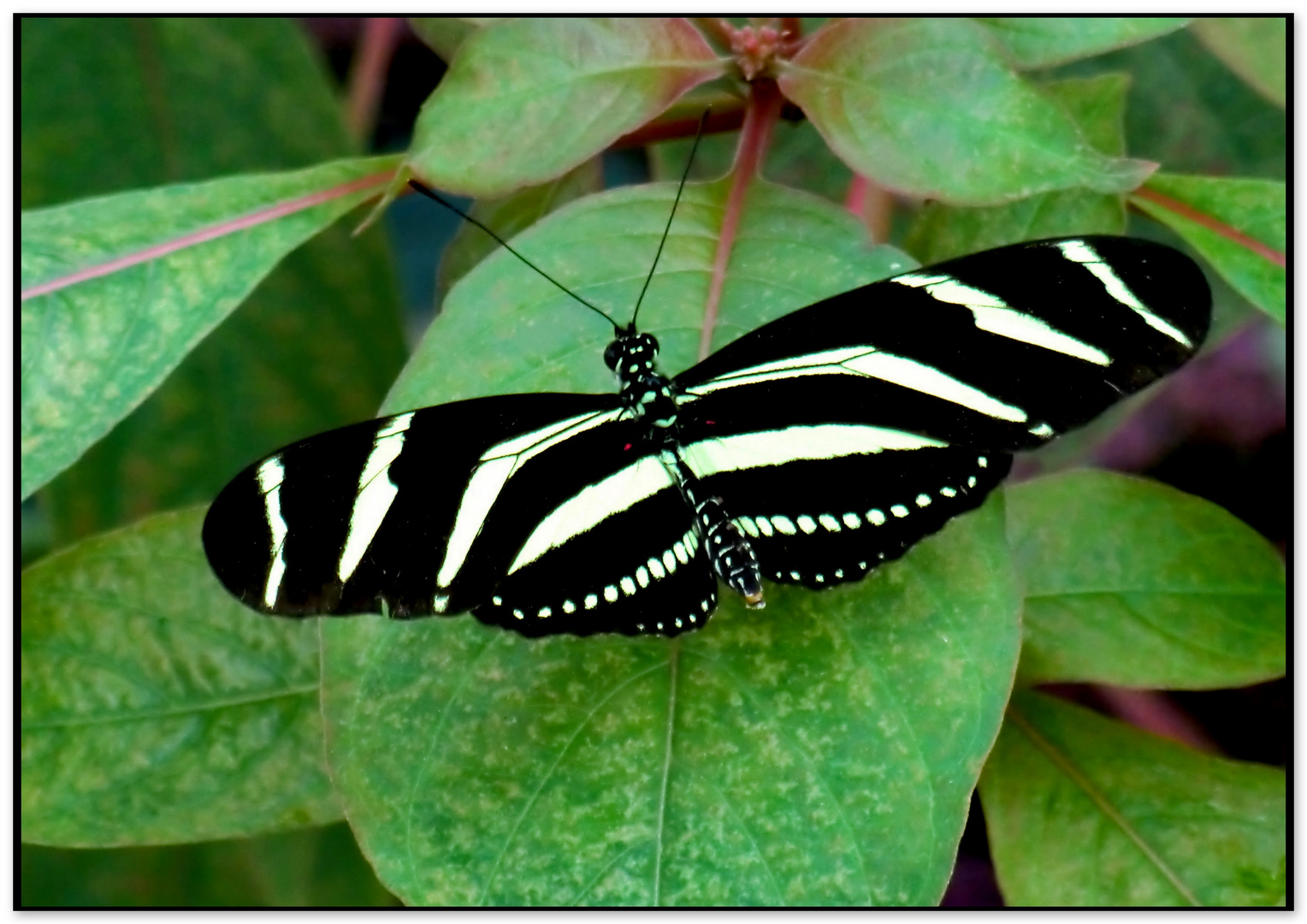 Schmetterling  Zebrafalter