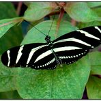 Schmetterling  Zebrafalter