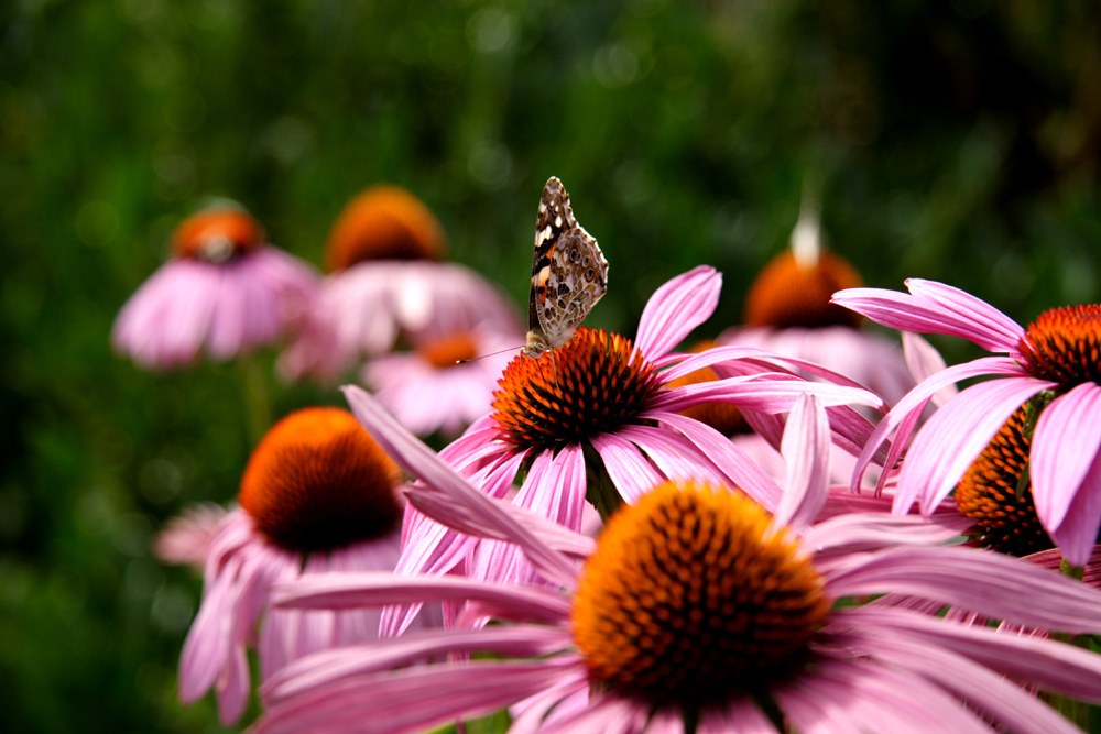 Schmetterling, zeig doch endlich deine Flügel!