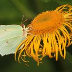 Schmetterling (Zitronenfalter) auf Blüte