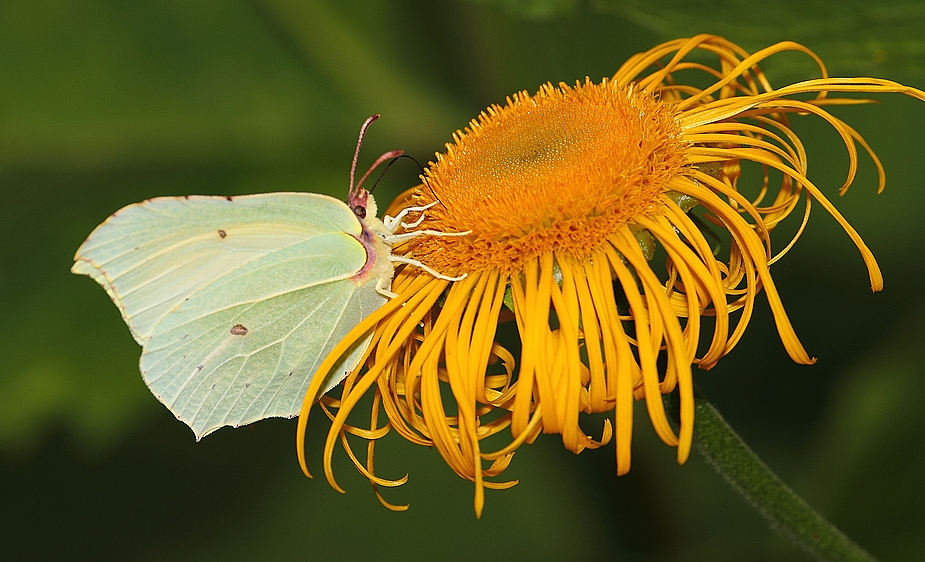 Schmetterling (Zitronenfalter) auf Blüte