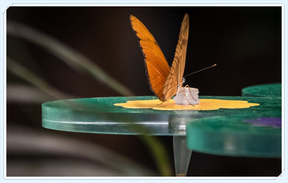 Schmetterling Zoo Antwerpen