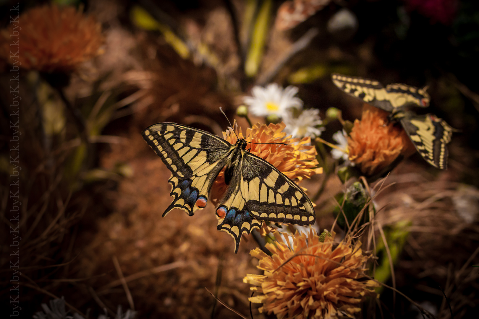 Schmetterling Zoo Schmiding