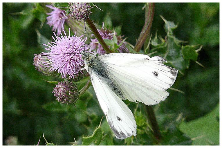 Schmetterling zu Besuch