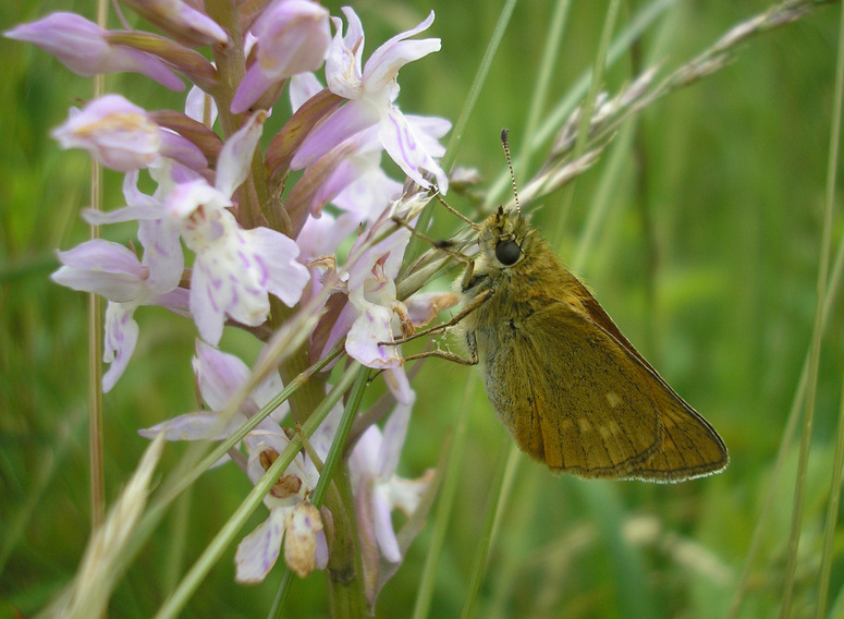 Schmetterling zu Besuch...