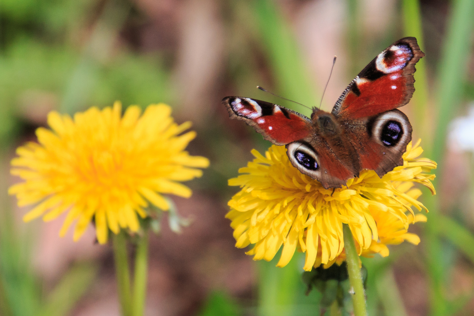 Schmetterling zu Besuch bei Familie Löwenzahn Foto & Bild | tiere