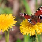 Schmetterling zu Besuch bei Familie Löwenzahn