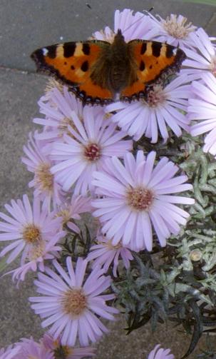 Schmetterling zu Besuch bei unseren Astern