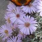 Schmetterling zu Besuch bei unseren Astern