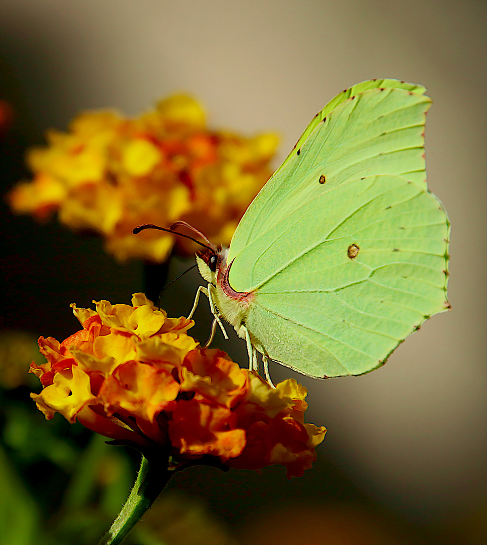 Schmetterling zum Herbstbeginn