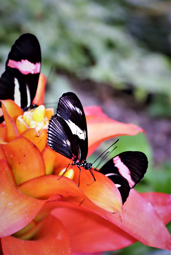 Schmetterling zum Samstag