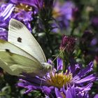 Schmetterling zur Wiesnzeit