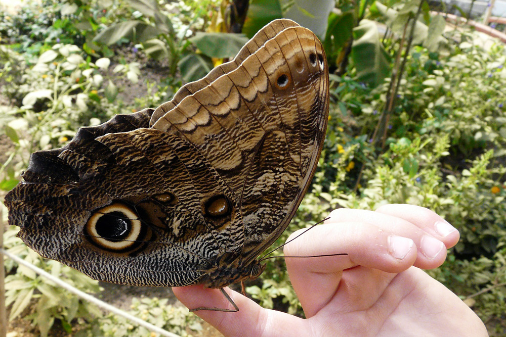 Schmetterling - zutraulich oder neugierig?