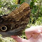 Schmetterling - zutraulich oder neugierig?