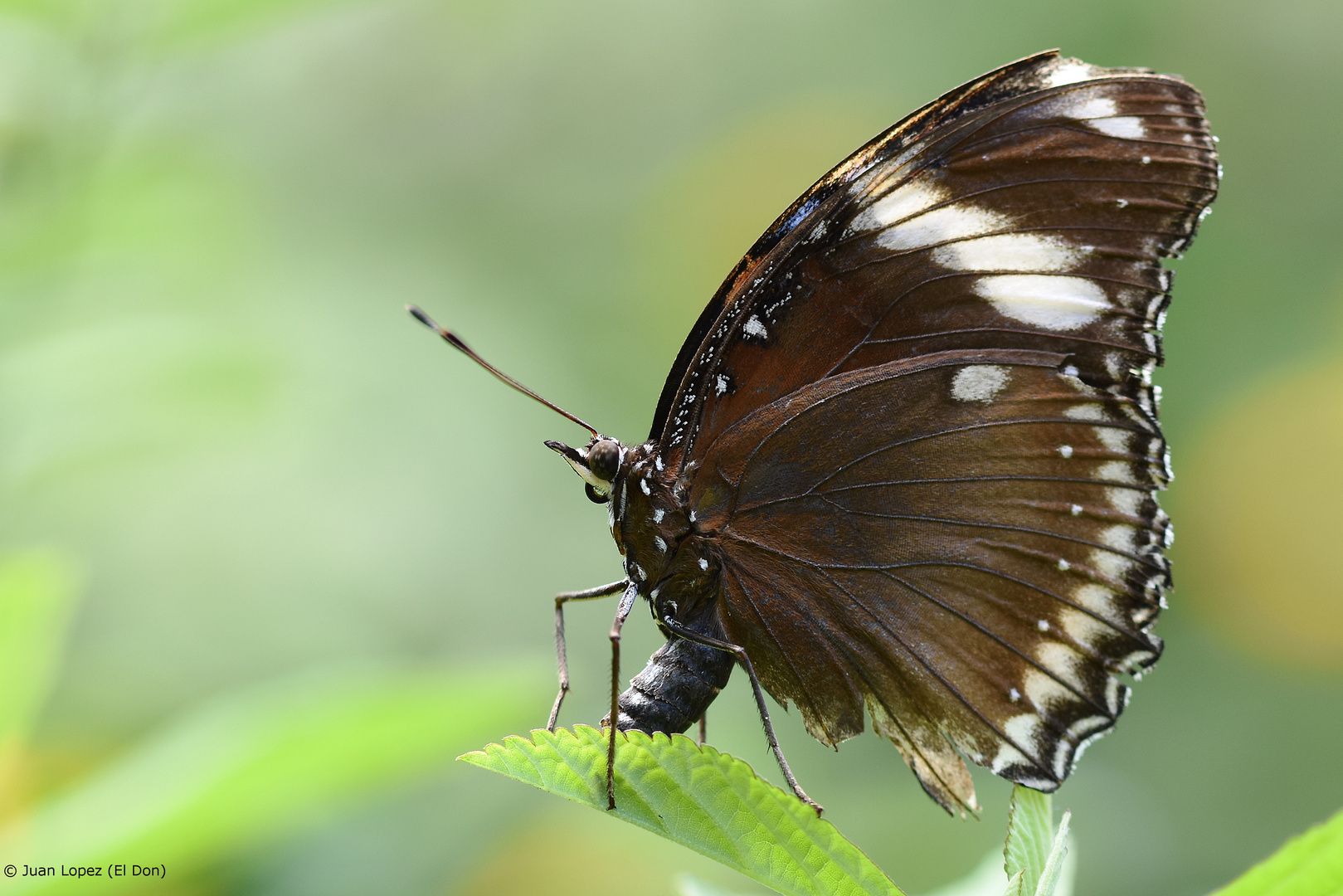 schmetterling00012..24.04.2017