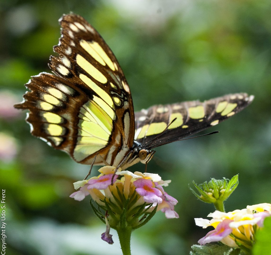 Schmetterling004