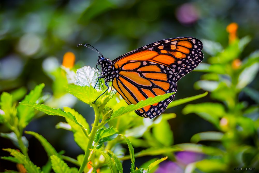 Schmetterling0040