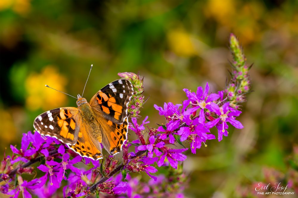 Schmetterling0041