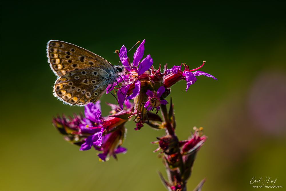 Schmetterling0043