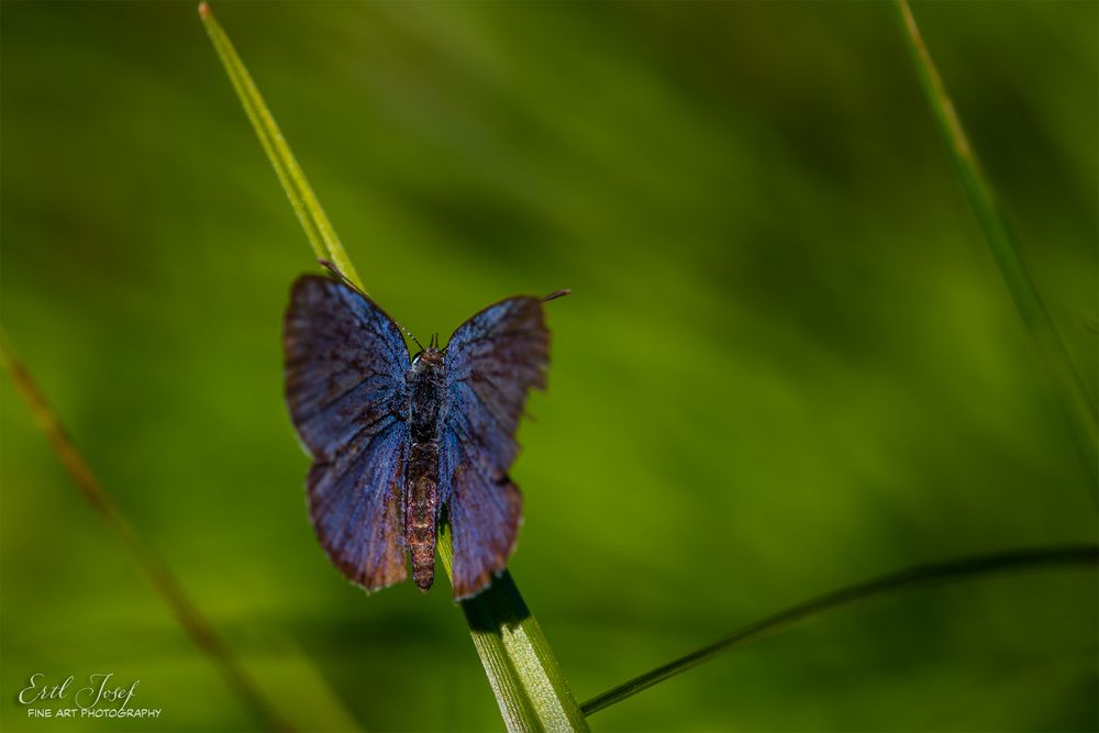 Schmetterling0044