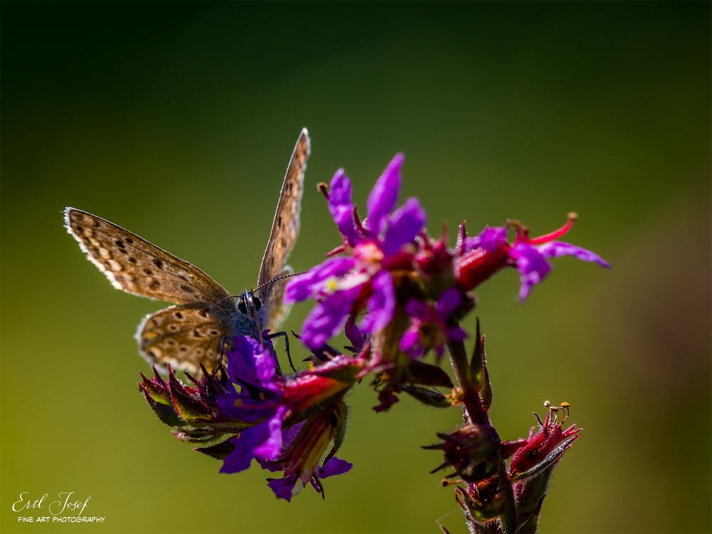 Schmetterling0045