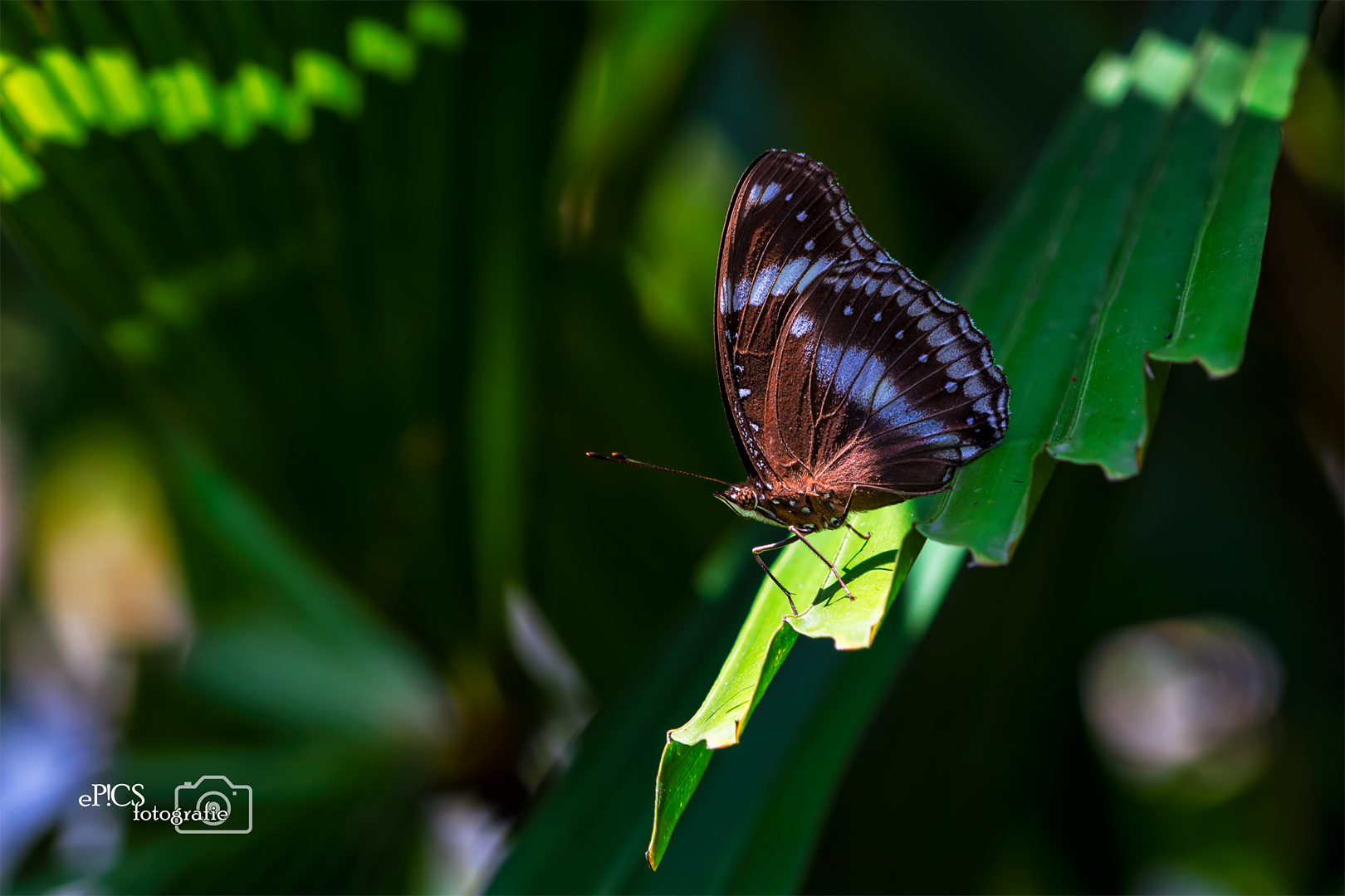 Schmetterling0046