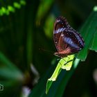 Schmetterling0046