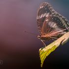 Schmetterling0047