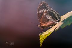 Schmetterling0047