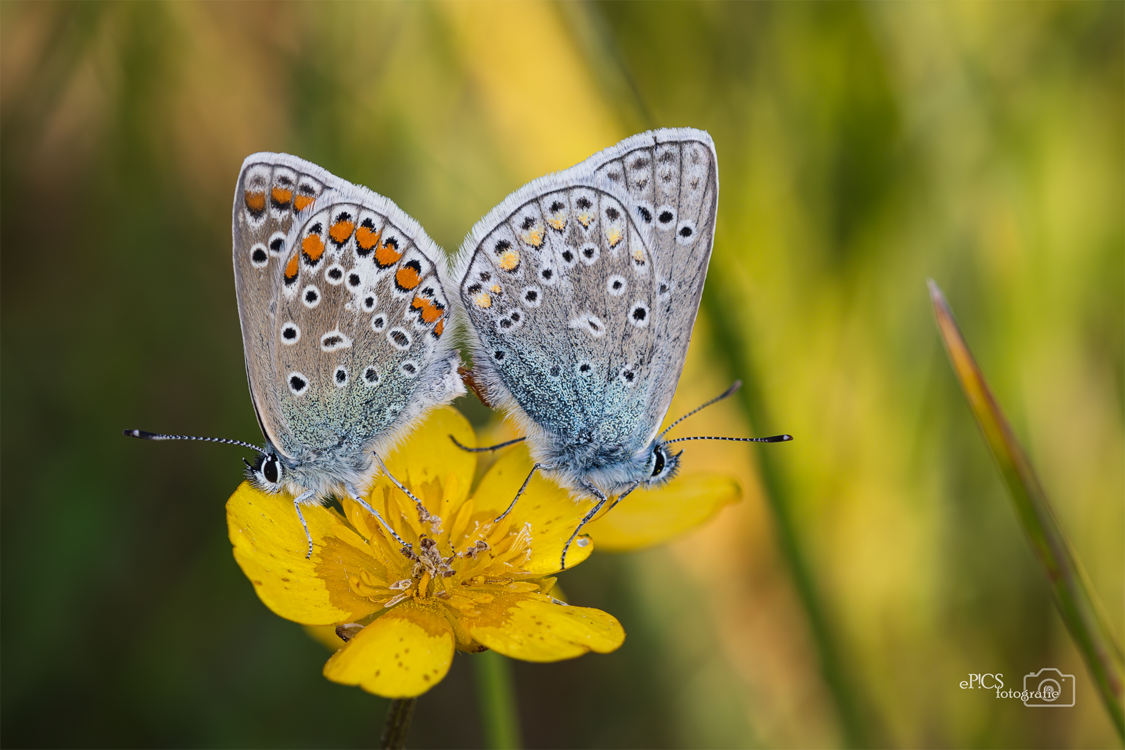 Schmetterling0048