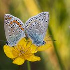 Schmetterling0048