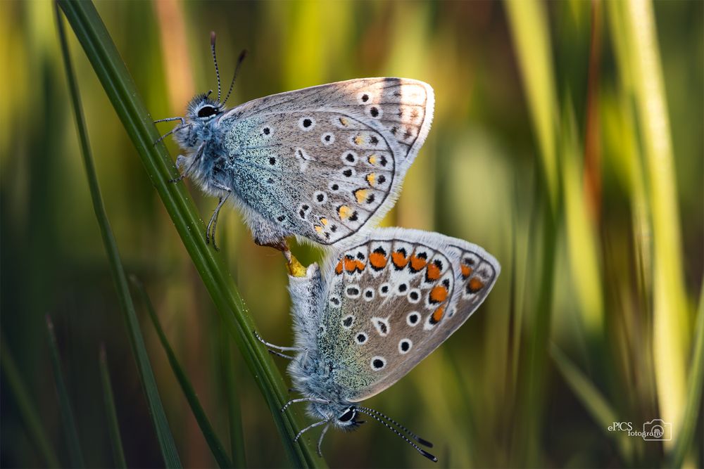 Schmetterling0049