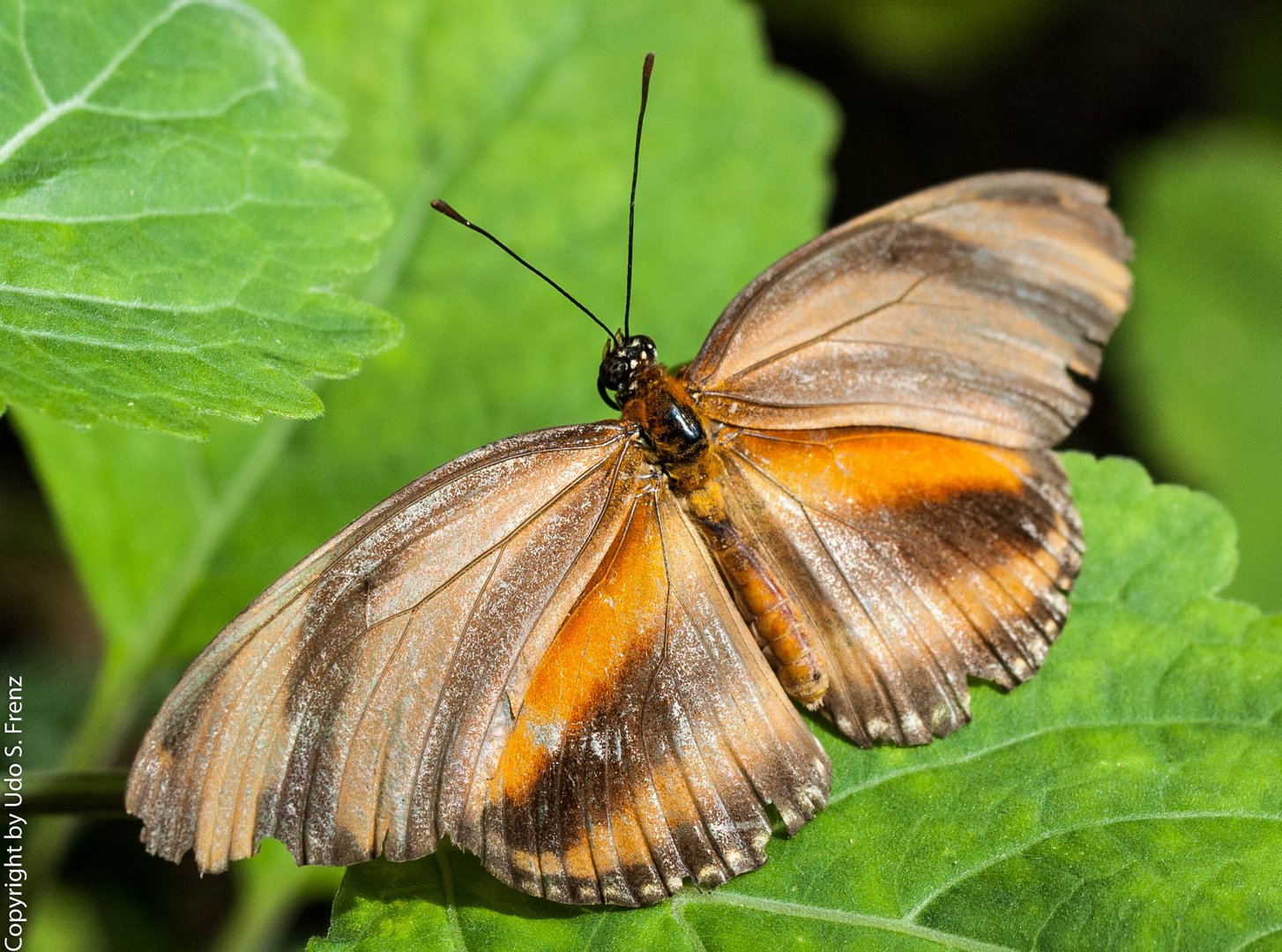 Schmetterling005